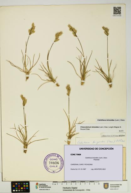 Calotheca brizoides [Espécimen: UDEC:CONC:0070926]