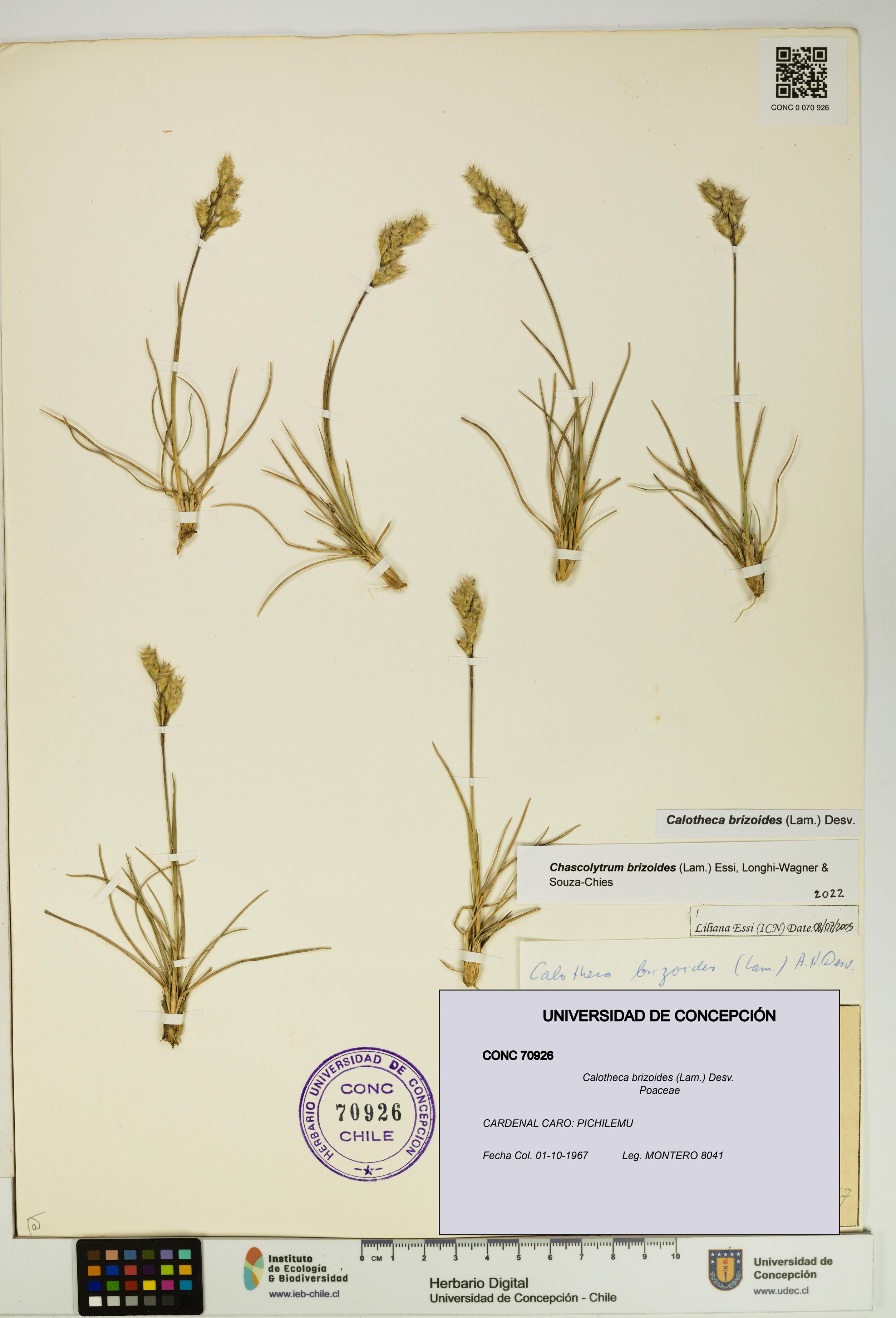 Calotheca brizoides [Espécimen: UDEC:CONC:0070926]