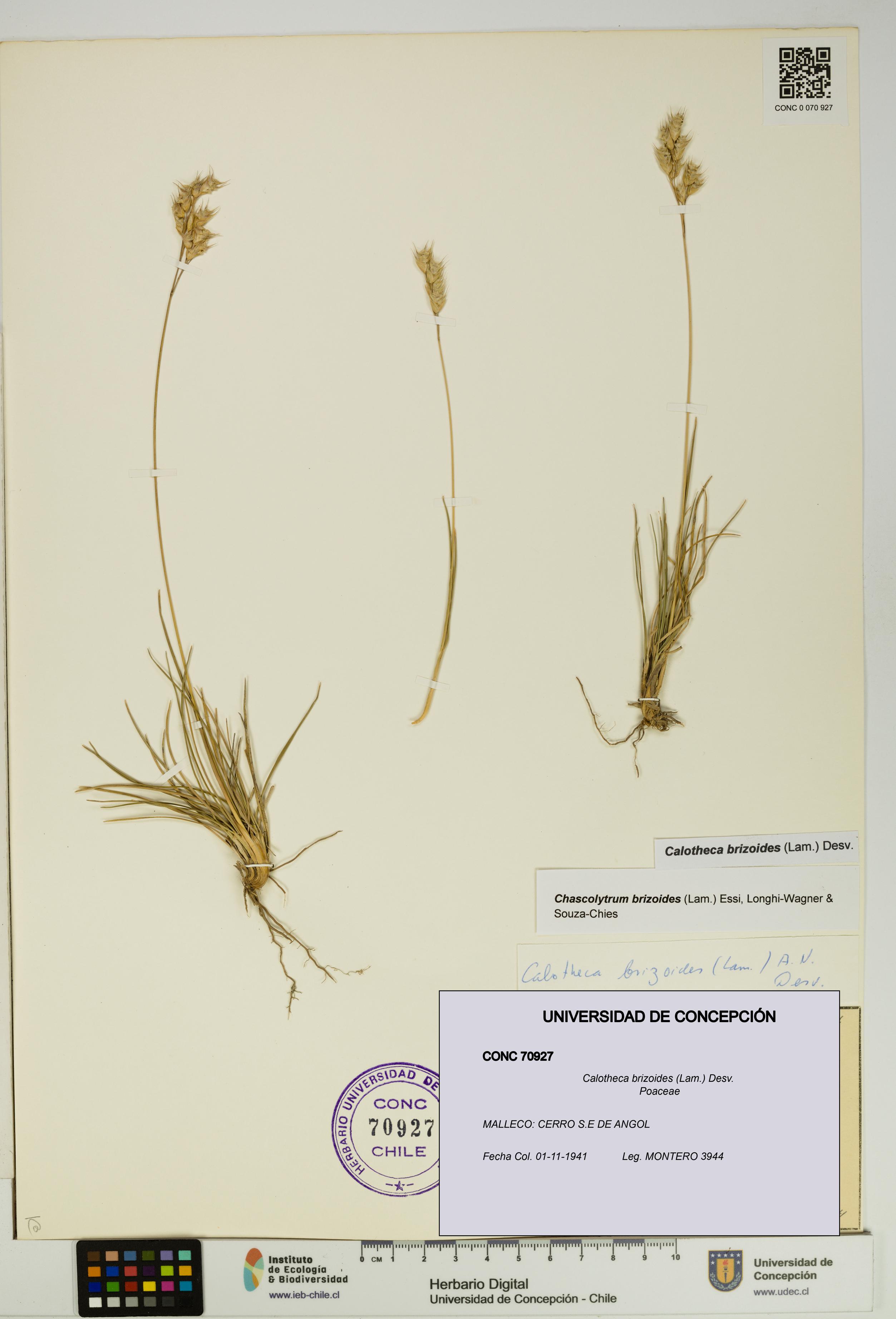 Calotheca brizoides [Espécimen: UDEC:CONC:0070927]