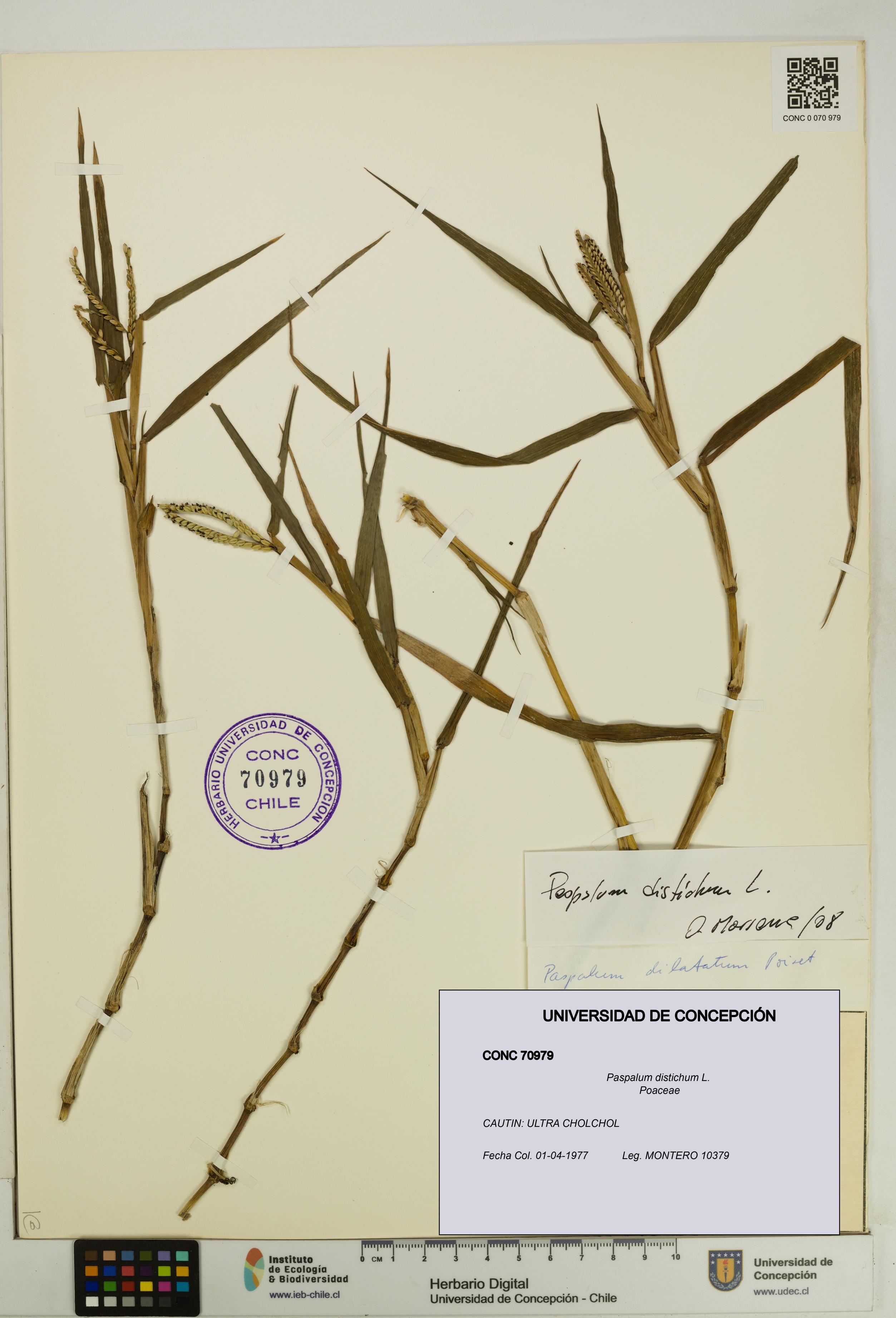 Paspalum distichum [Espécimen: UDEC:CONC:0070979]