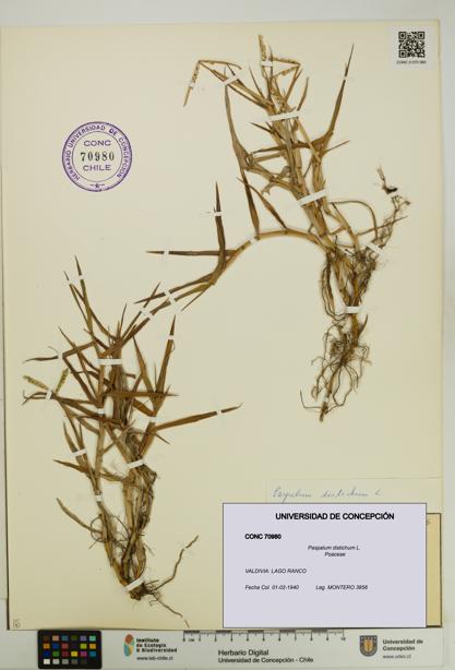 Paspalum distichum [Espécimen: UDEC:CONC:0070980]