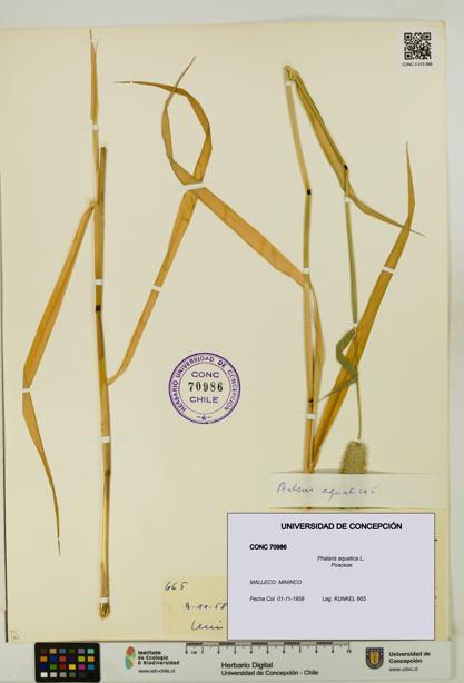 Phalaris aquatica [Espécimen: UDEC:CONC:0070986]