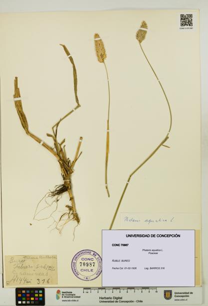 Phalaris aquatica [Espécimen: UDEC:CONC:0070987]