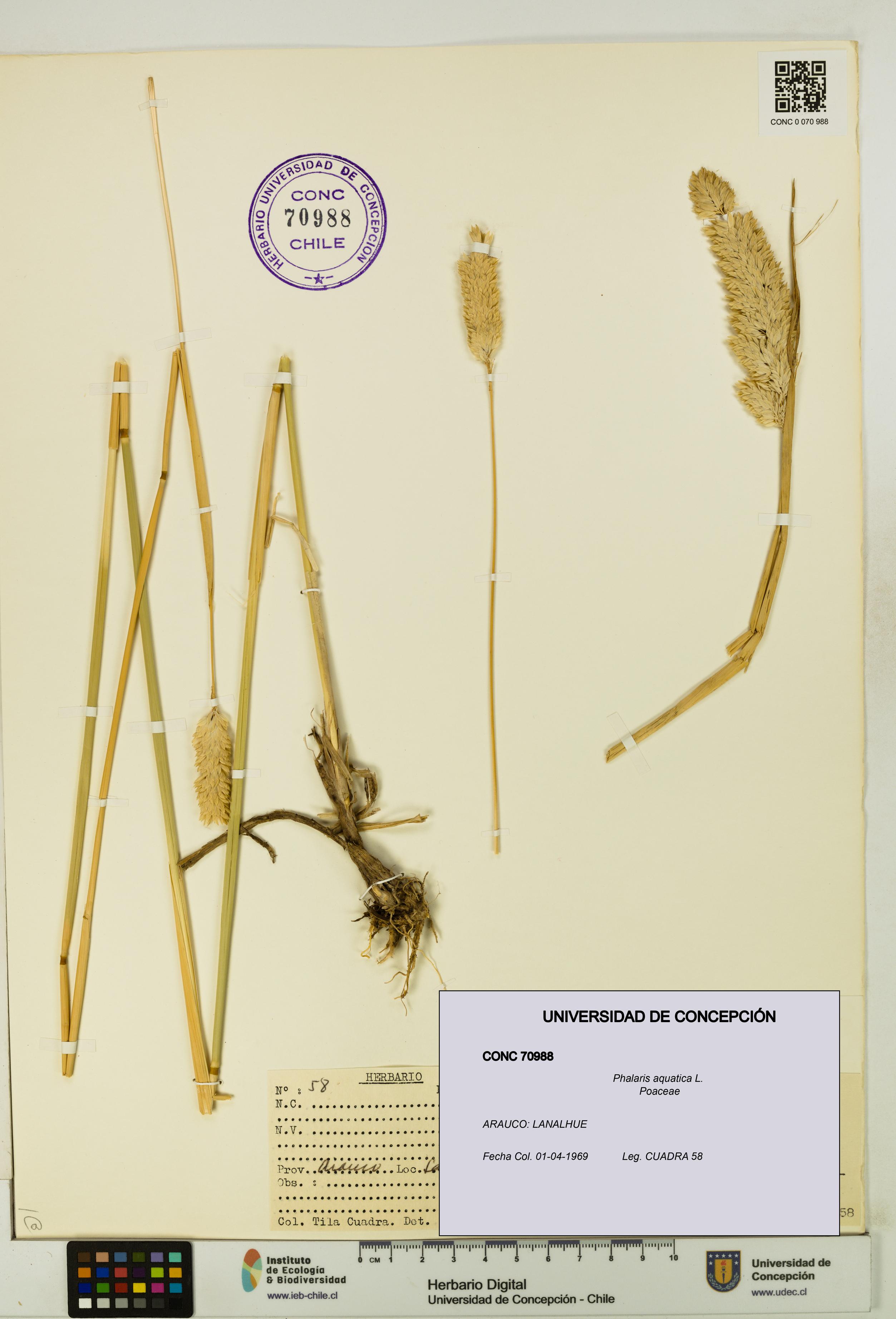Phalaris aquatica [Espécimen: UDEC:CONC:0070988]
