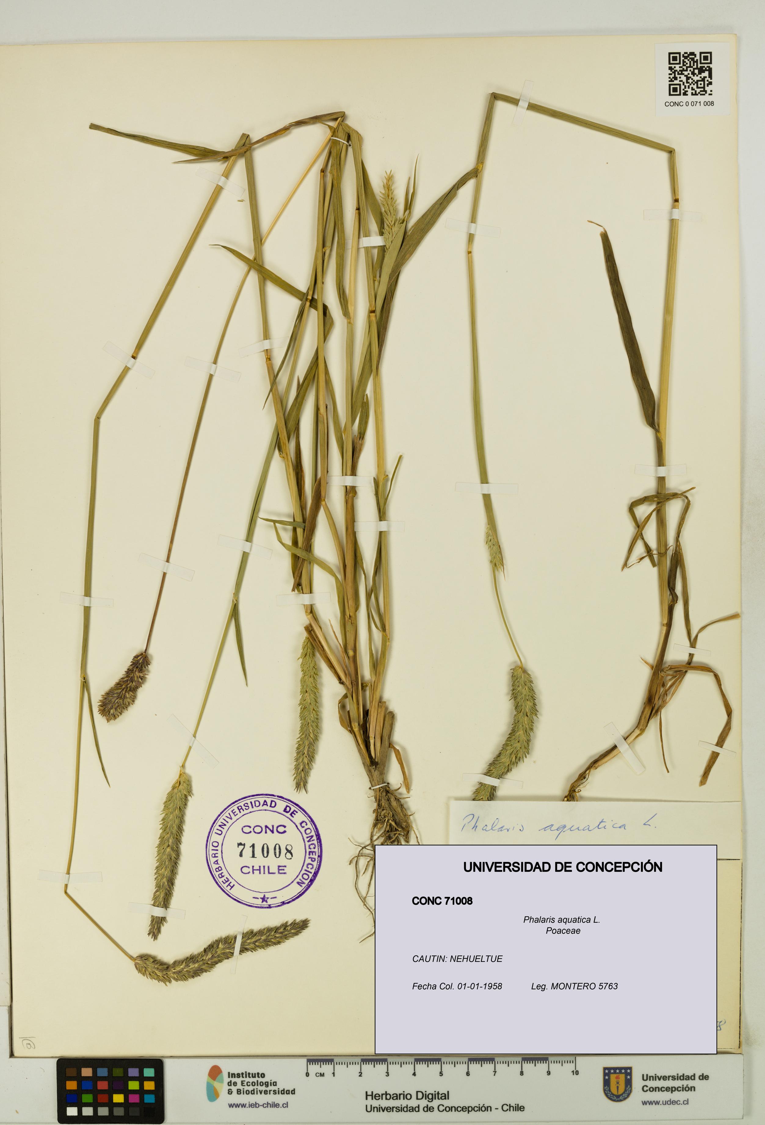 Phalaris aquatica [Espécimen: UDEC:CONC:0071008]