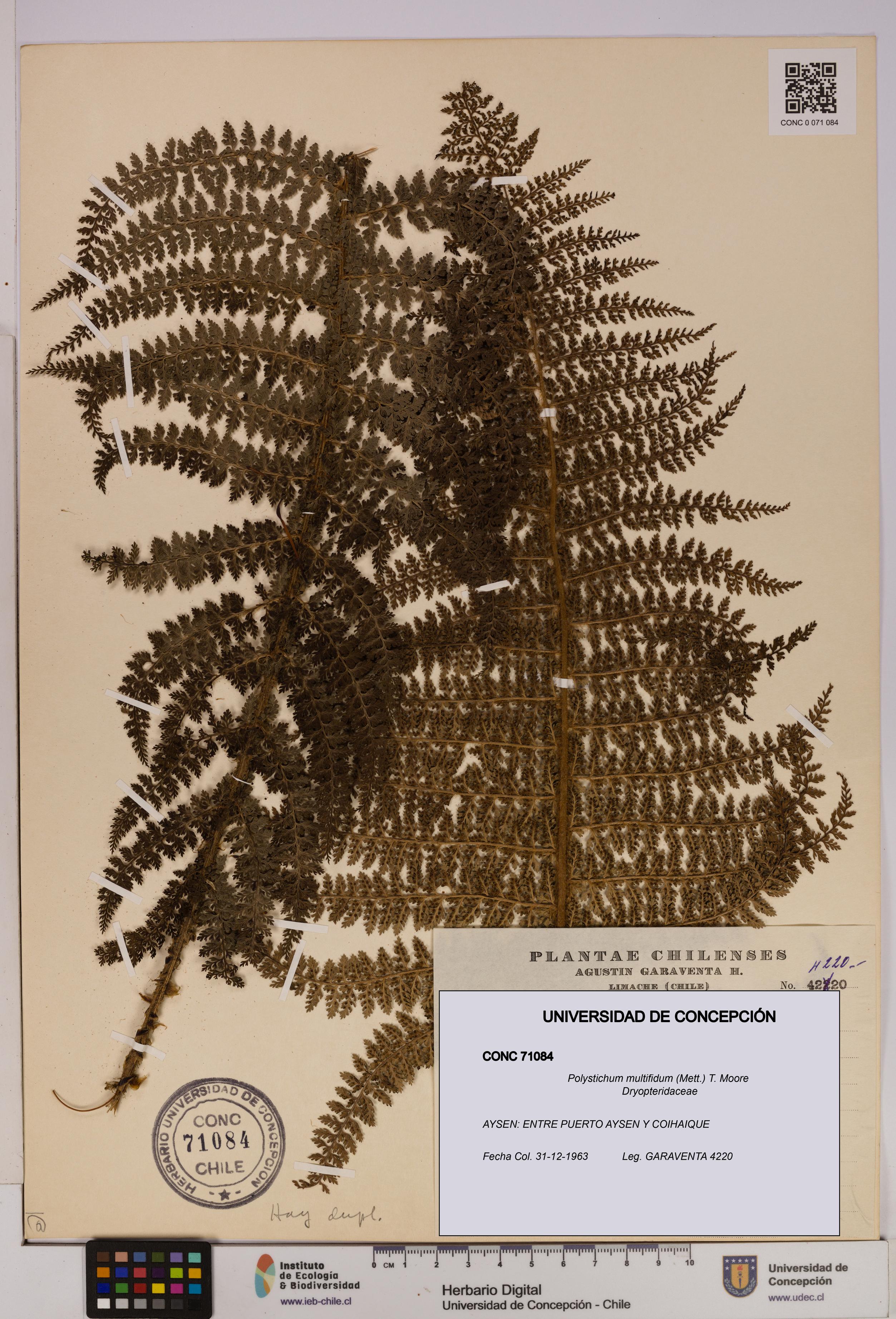 Polystichum multifidum [Espécimen: UDEC:CONC:0071084]