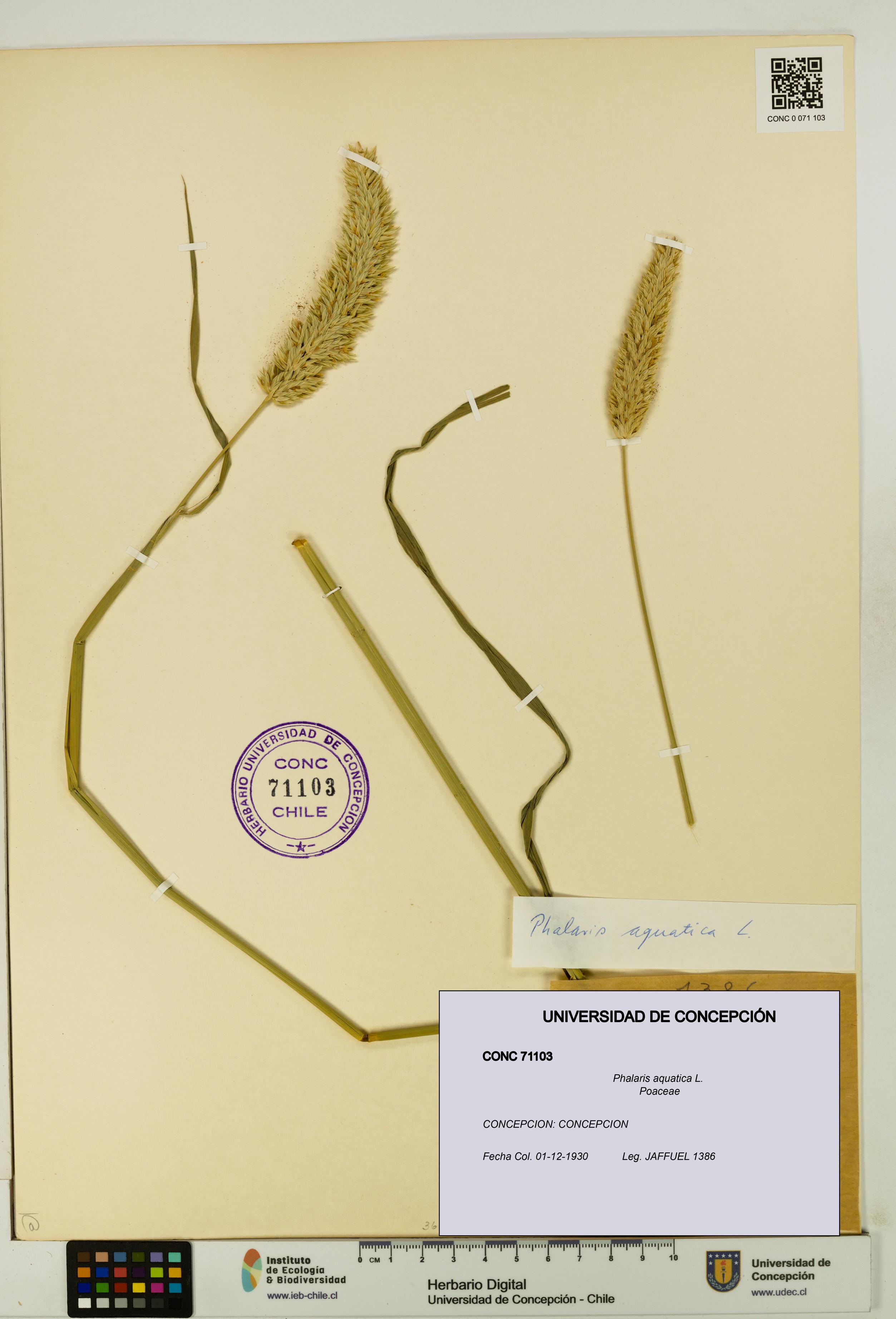 Phalaris aquatica [Espécimen: UDEC:CONC:0071103]