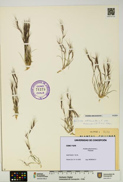 Aristida adscensionis [Espécimen: UDEC:CONC:0071275]