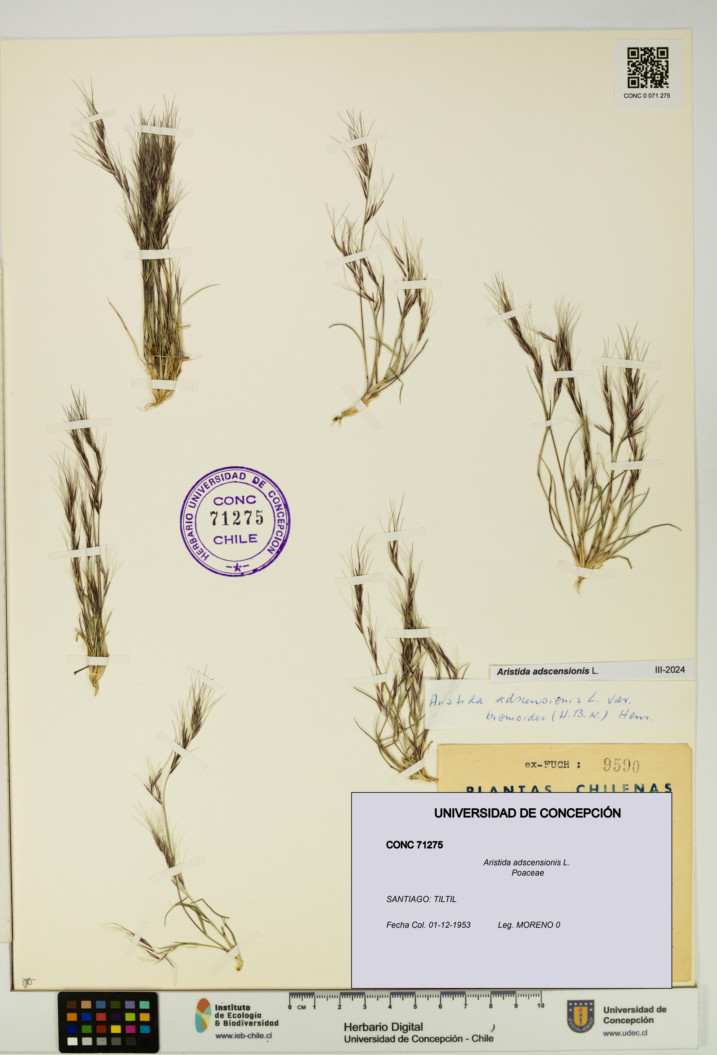 Aristida adscensionis [Espécimen: UDEC:CONC:0071275]