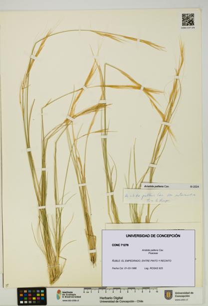 Aristida pallens [Espécimen: UDEC:CONC:0071276]