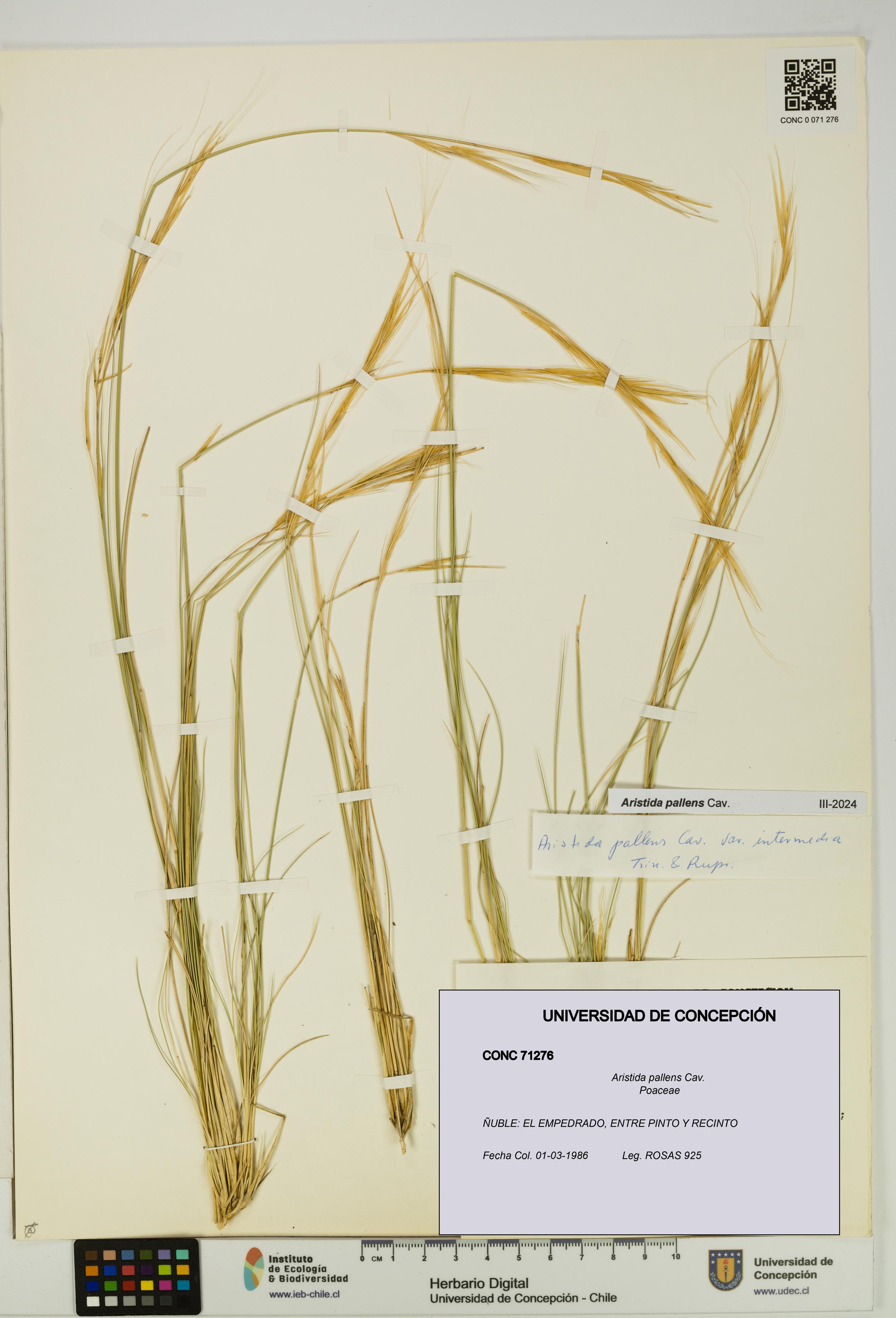 Aristida pallens [Espécimen: UDEC:CONC:0071276]