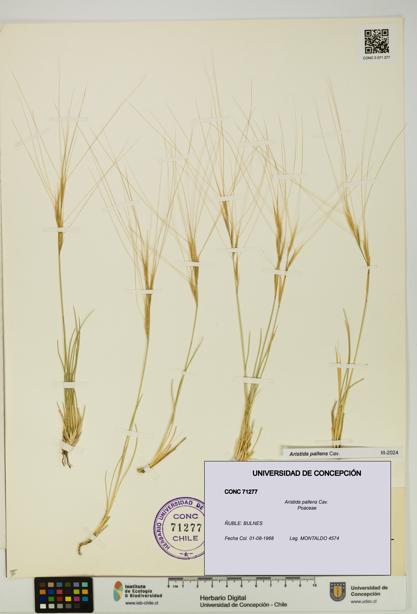 Aristida pallens [Espécimen: UDEC:CONC:0071277]