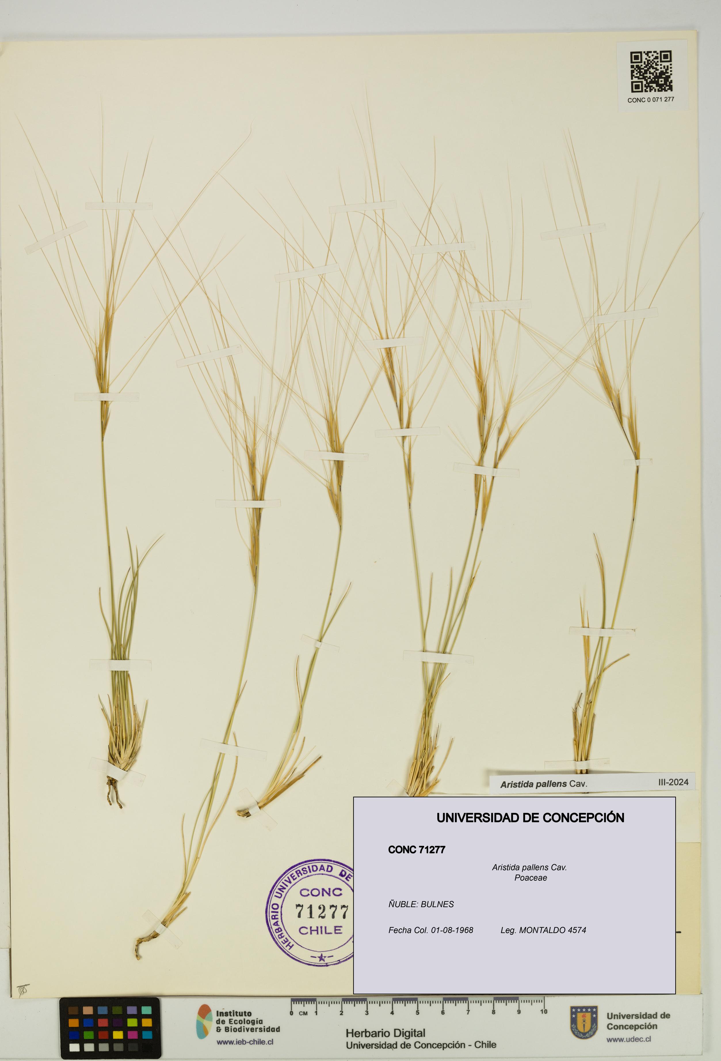 Aristida pallens [Espécimen: UDEC:CONC:0071277]