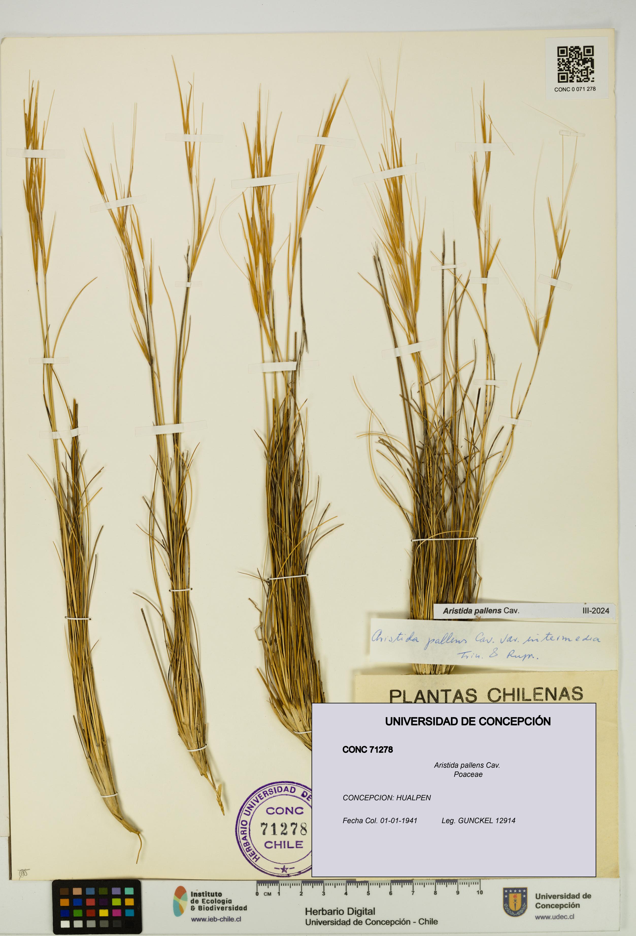 Aristida pallens [Espécimen: UDEC:CONC:0071278]