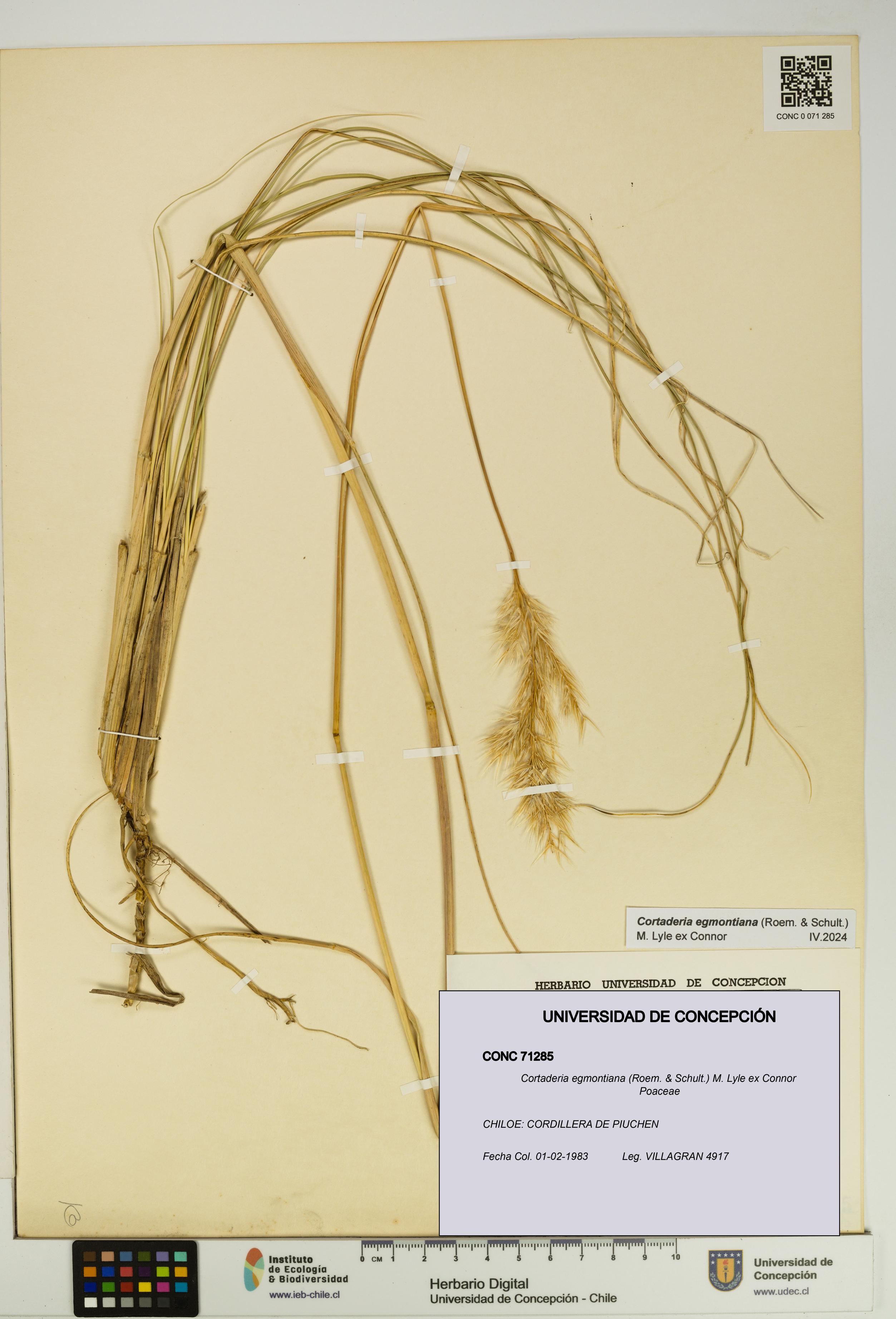 Cortaderia egmontiana [Espécimen: UDEC:CONC:0071285]
