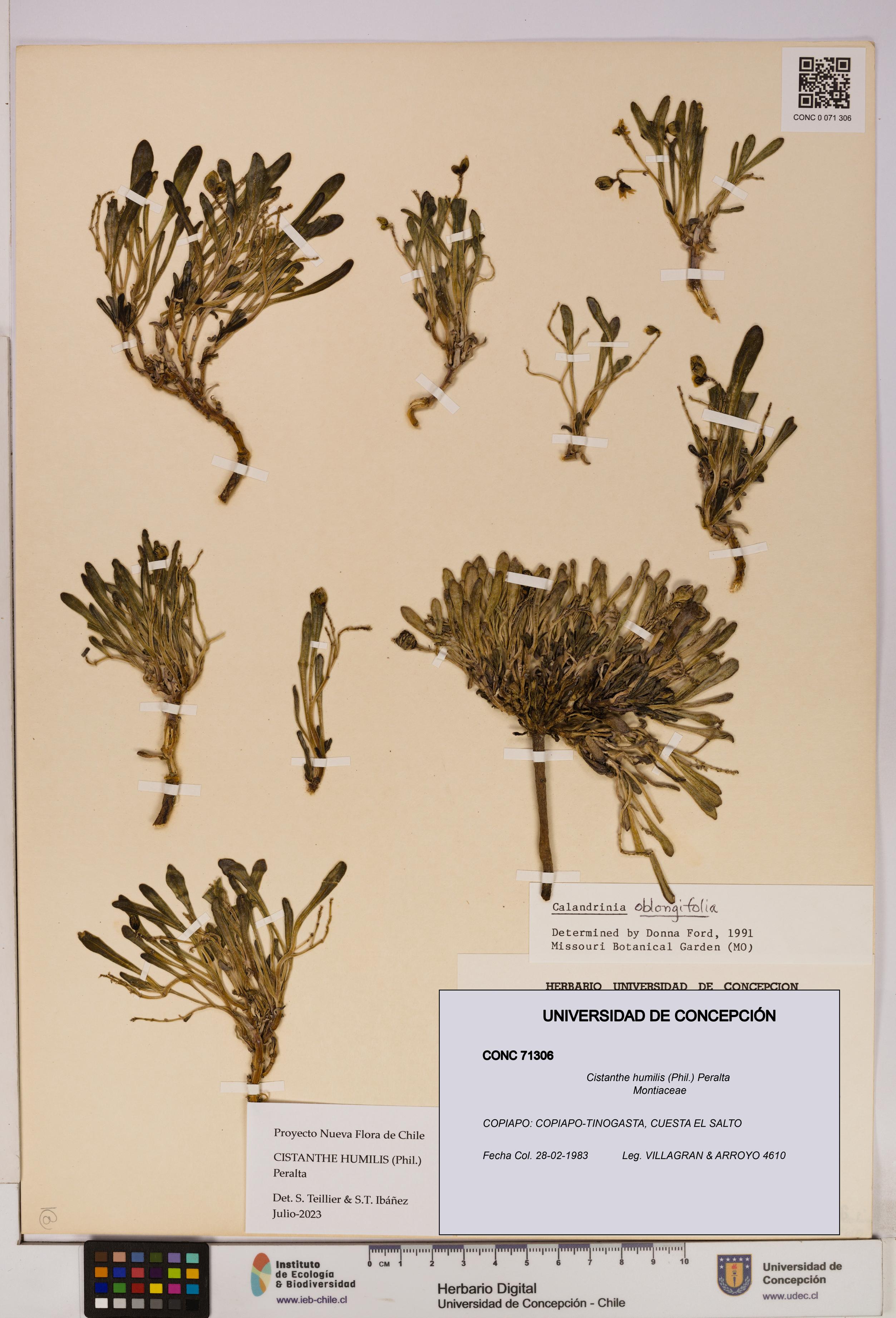 Cistanthe humilis [Espécimen: UDEC:CONC:0071306]