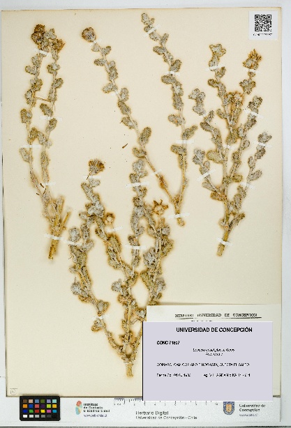Senecio eriophyton [Espécimen: UDEC:CONC:0071307]