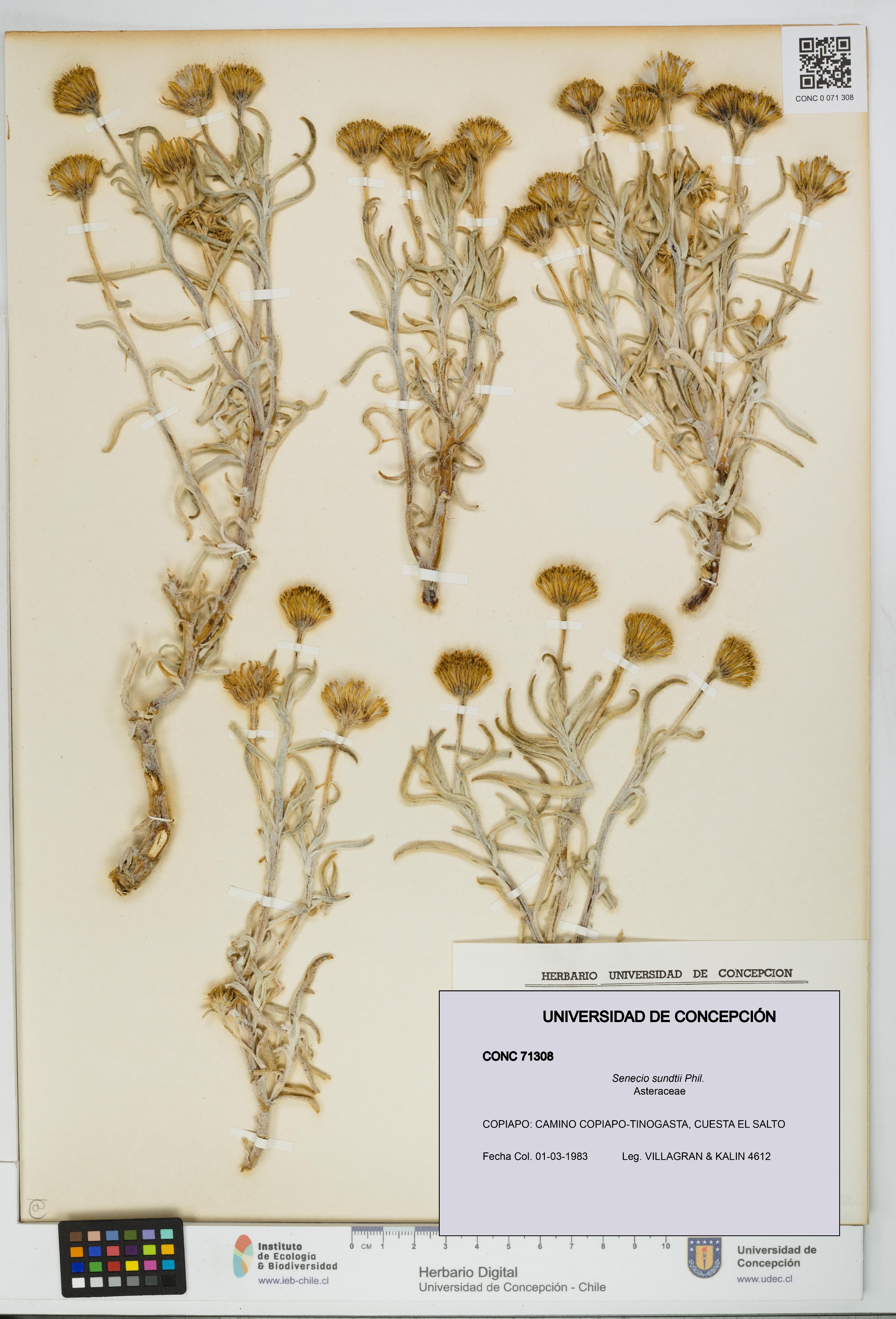 Senecio sundtii [Espécimen: UDEC:CONC:0071308]
