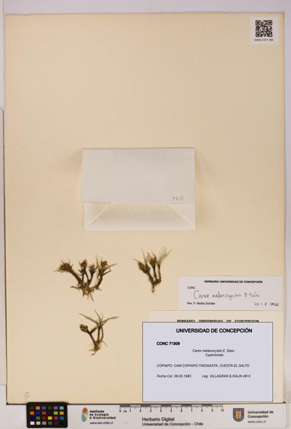 Carex melanocystis [Espécimen: UDEC:CONC:0071309]