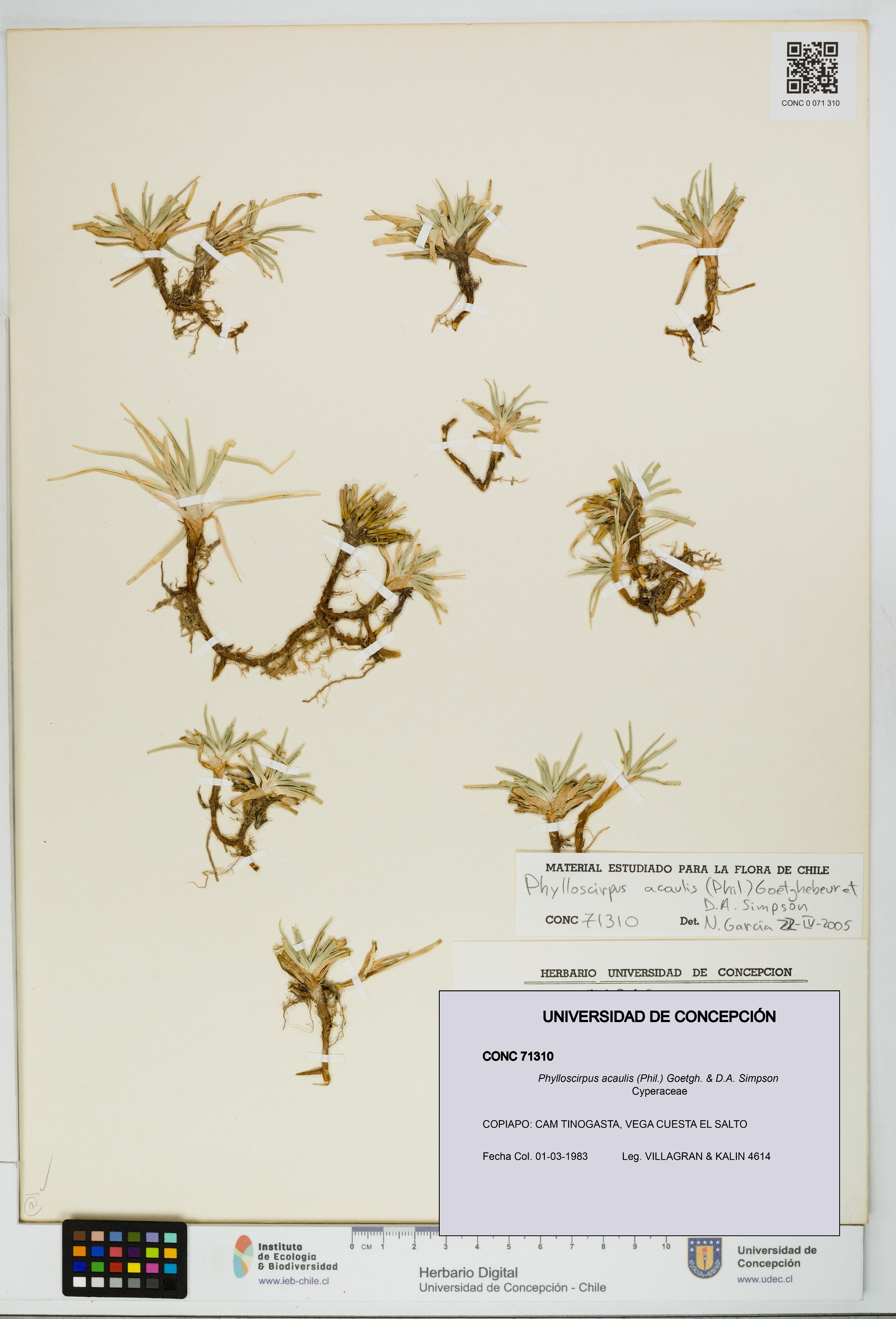 Phylloscirpus acaulis [Espécimen: UDEC:CONC:0071310]