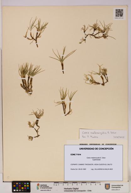 Carex melanocystis [Espécimen: UDEC:CONC:0071314]