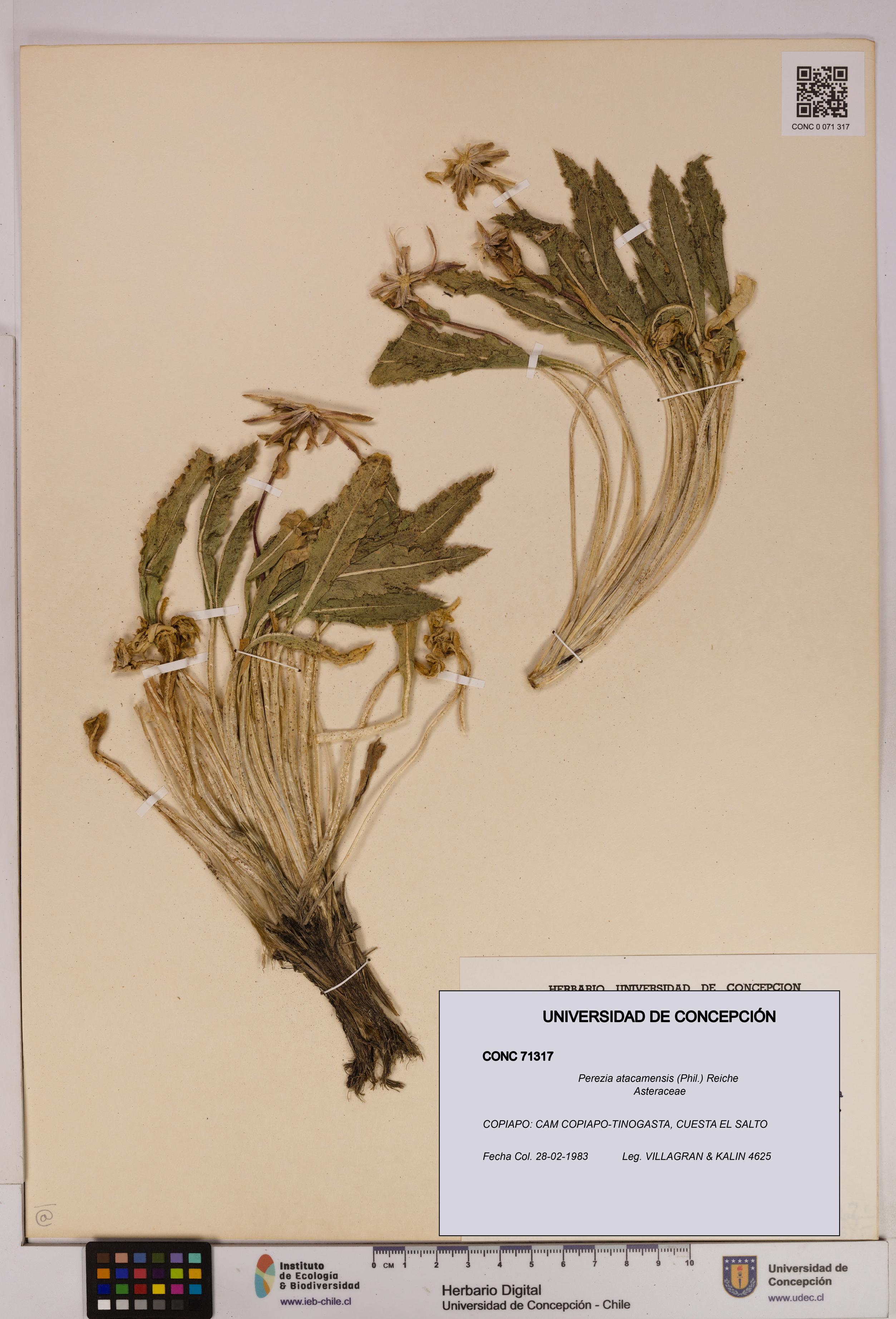 Perezia atacamensis [Espécimen: UDEC:CONC:0071317]