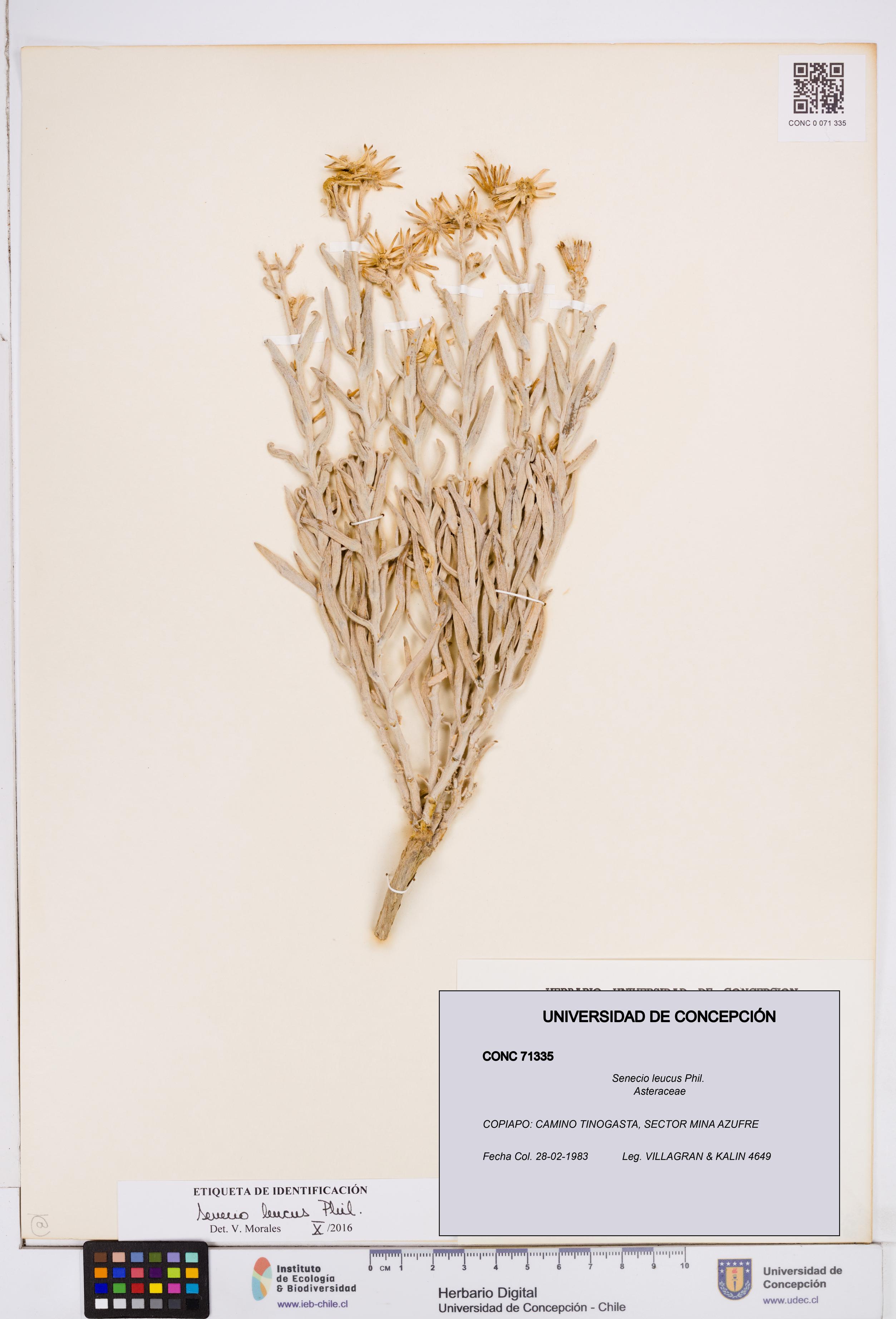 Senecio leucus [Espécimen: ]