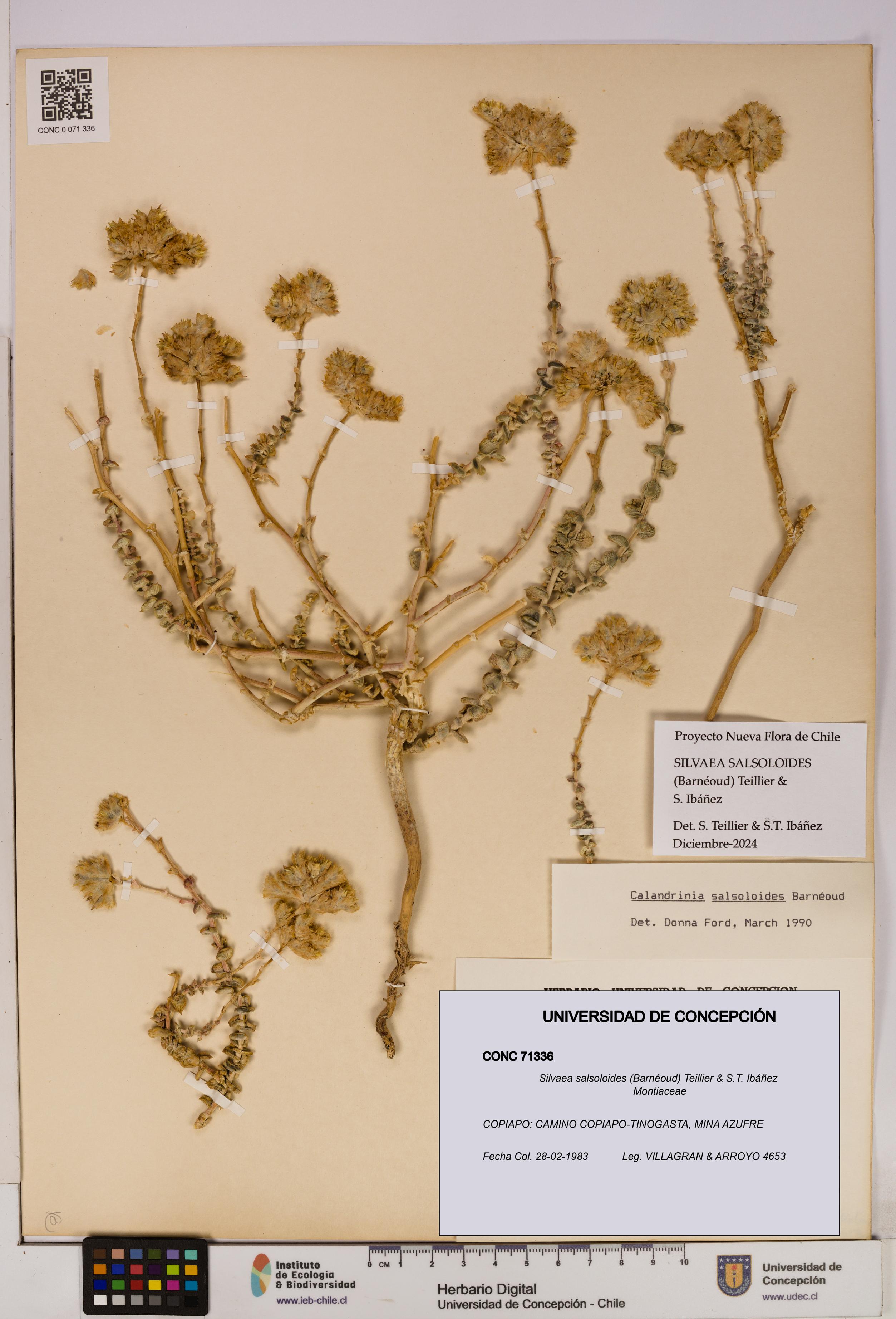 Silvaea salsoloides [Espécimen: UDEC:CONC:0071336]