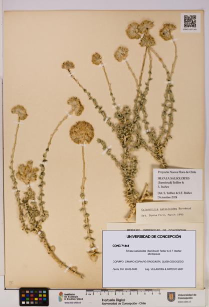 Silvaea salsoloides [Espécimen: UDEC:CONC:0071343]