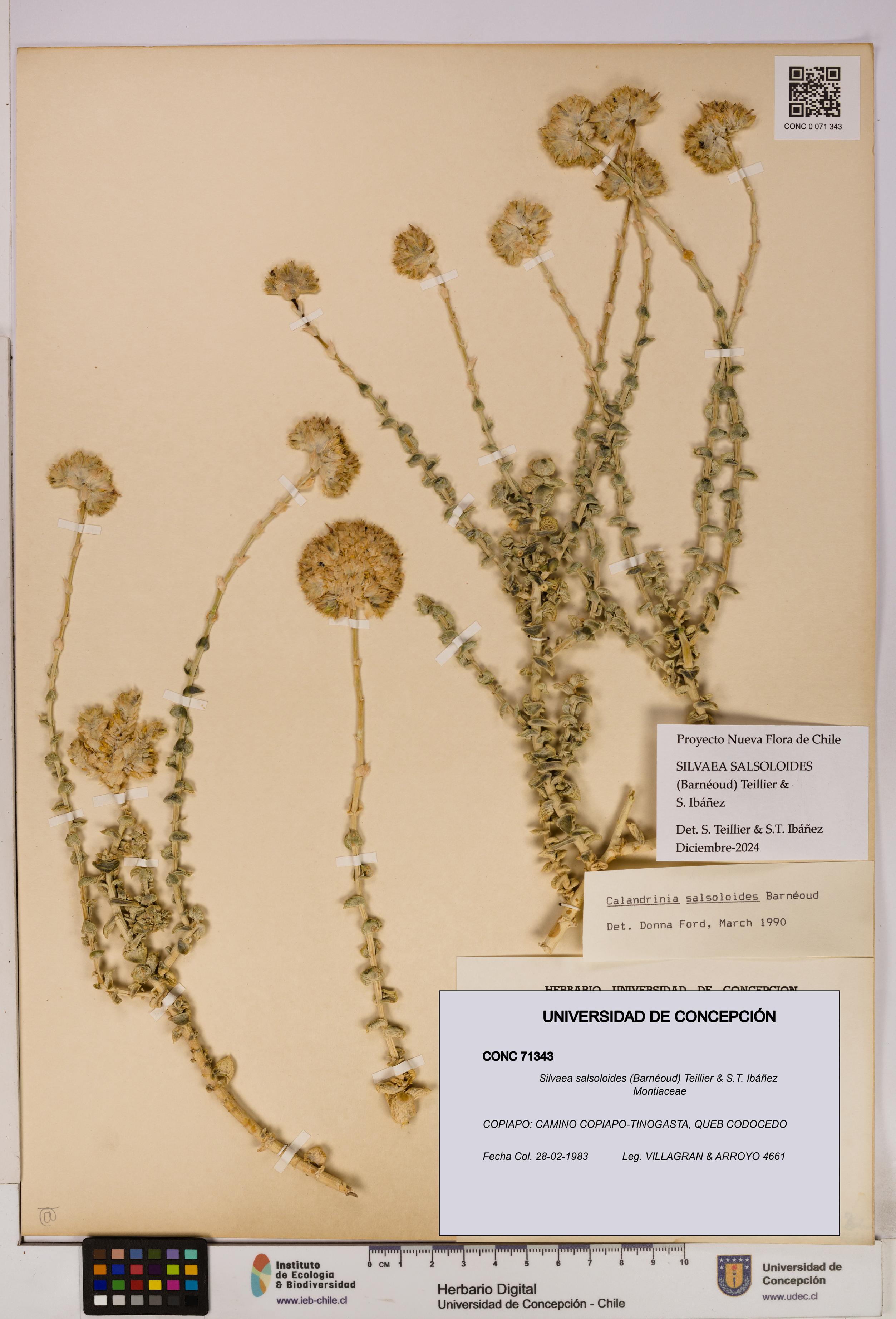 Silvaea salsoloides [Espécimen: UDEC:CONC:0071343]