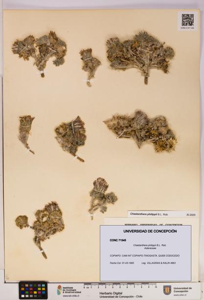 Chaetanthera philippii [Espécimen: UDEC:CONC:0071345]