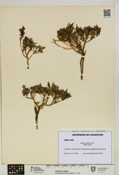 Argylia tomentosa [Espécimen: UDEC:CONC:0071346]