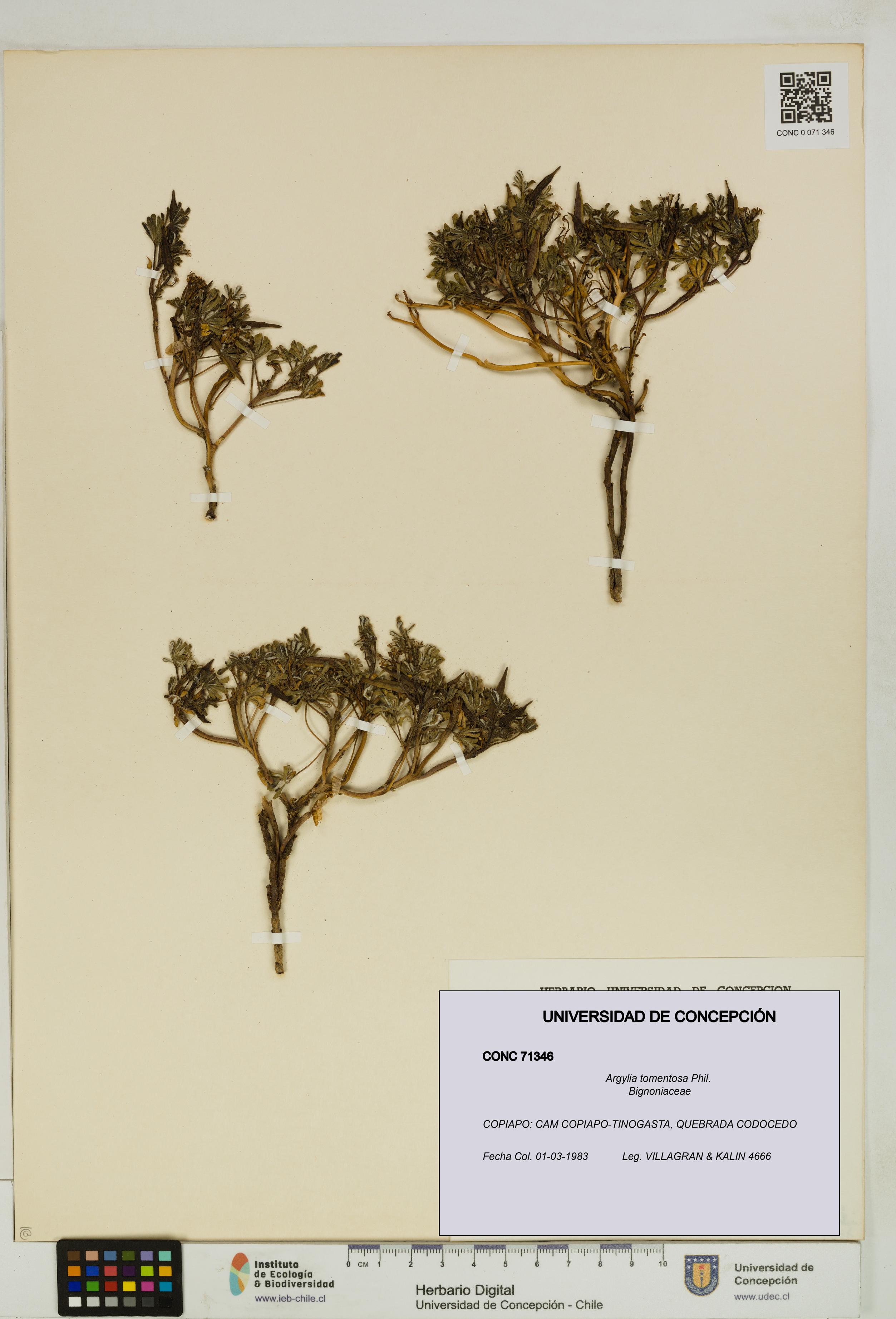 Argylia tomentosa [Espécimen: UDEC:CONC:0071346]