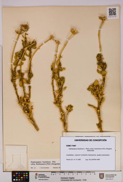 Haplopappus baylahuen subsp. fluehmannii [Espécimen: UDEC:CONC:0071347]