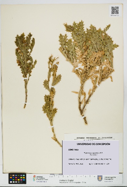 Polyachyrus carduoides [Espécimen: UDEC:CONC:0071350]