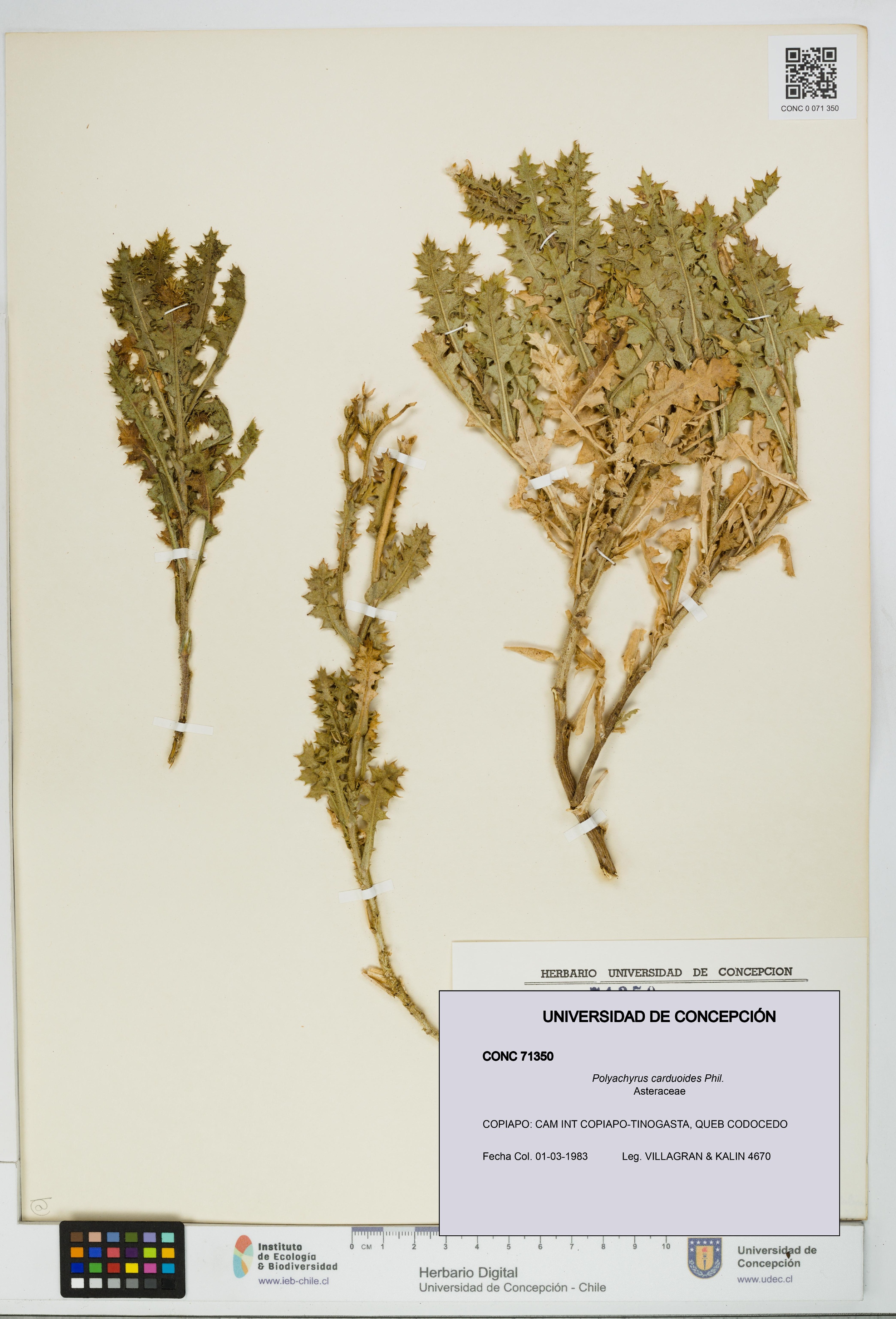 Polyachyrus carduoides [Espécimen: UDEC:CONC:0071350]
