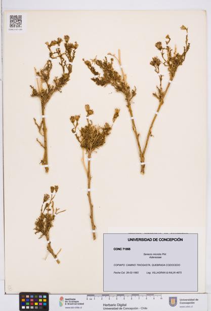 Senecio microtis [Espécimen: ]