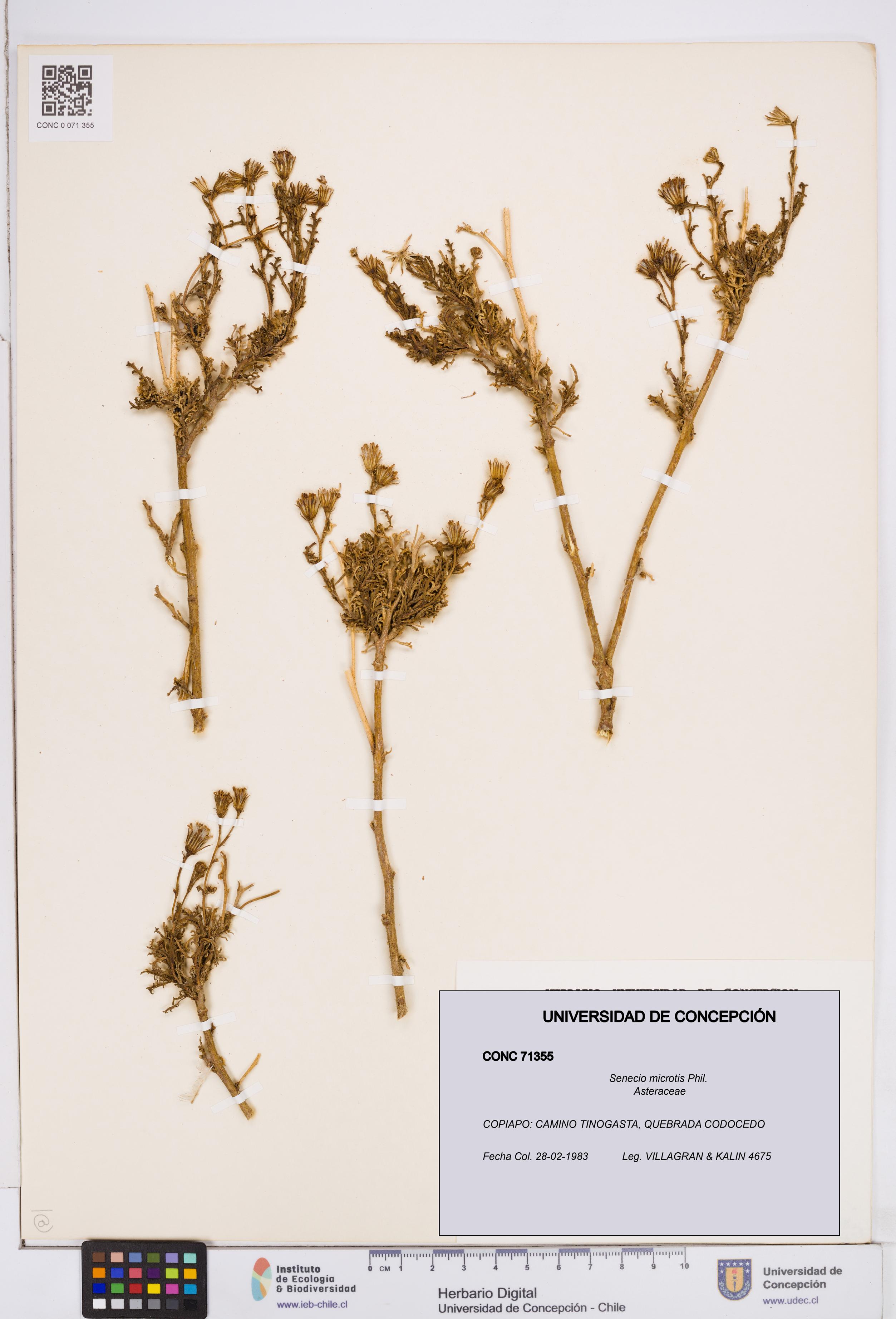 Senecio microtis [Espécimen: ]