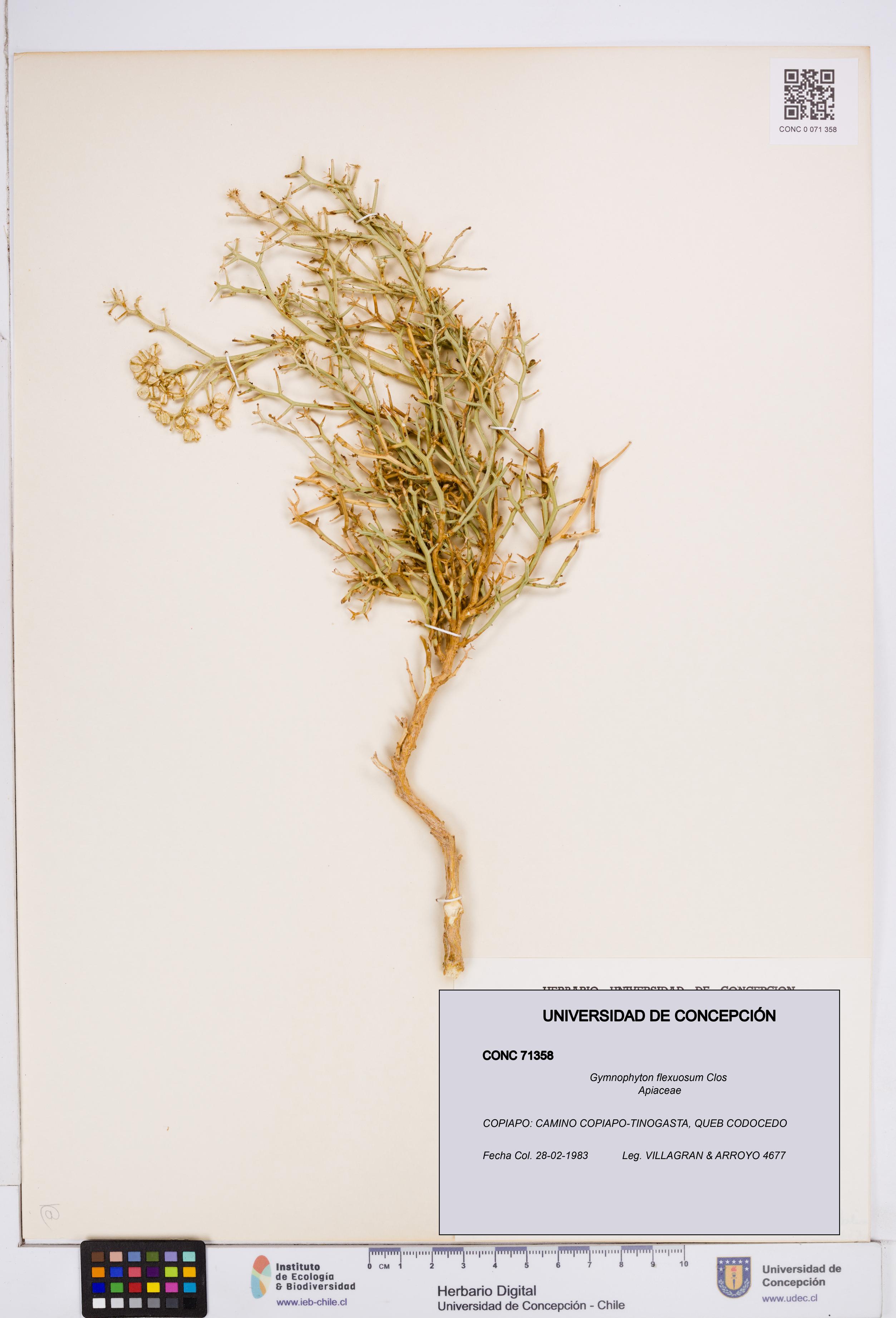 Gymnophyton flexuosum [Espécimen: ]