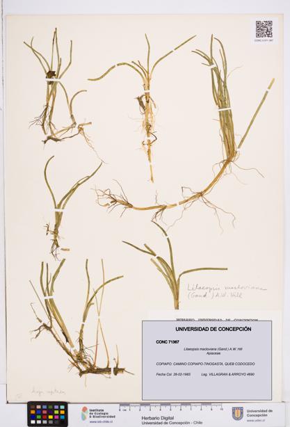 Lilaeopsis macloviana [Espécimen: ]