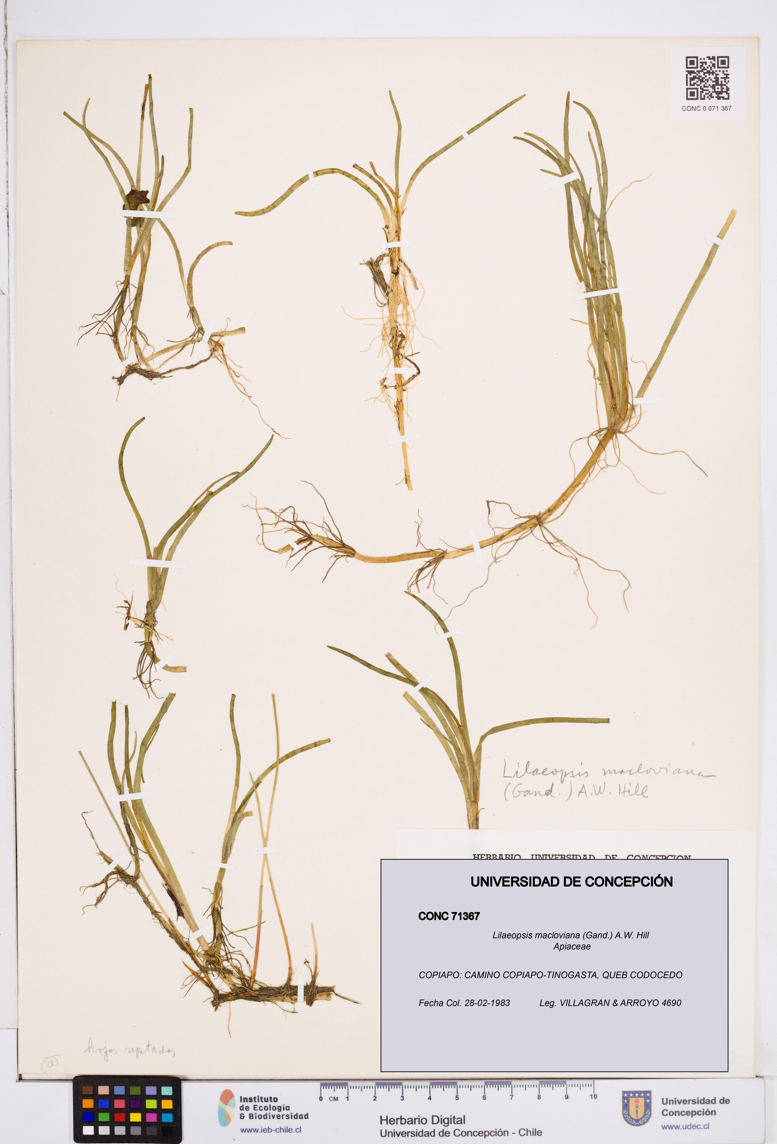 Lilaeopsis macloviana [Espécimen: ]