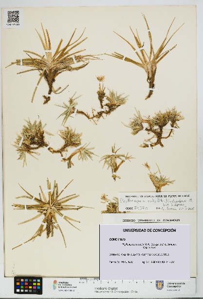 Phylloscirpus acaulis [Espécimen: UDEC:CONC:0071370]