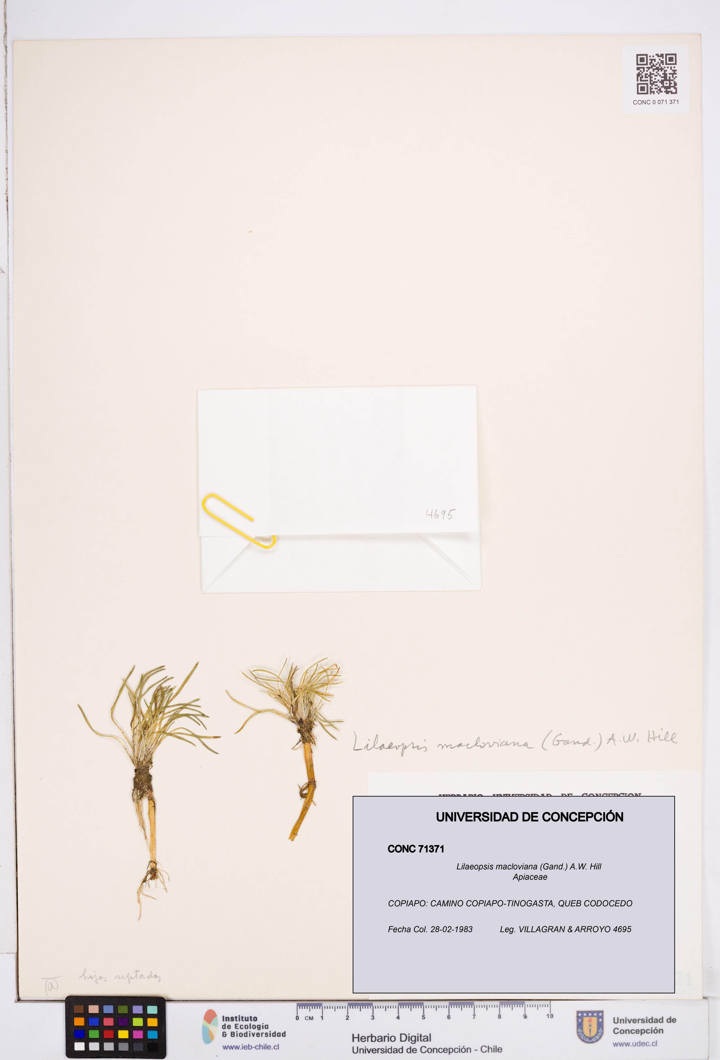 Lilaeopsis macloviana [Espécimen: ]