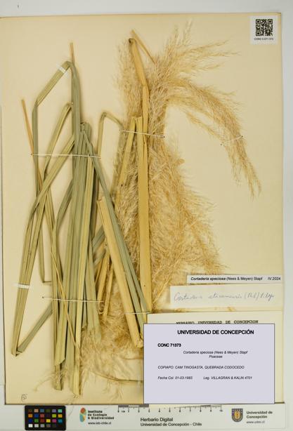 Cortaderia speciosa [Espécimen: UDEC:CONC:0071373]