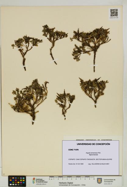 Argylia tomentosa [Espécimen: UDEC:CONC:0071376]