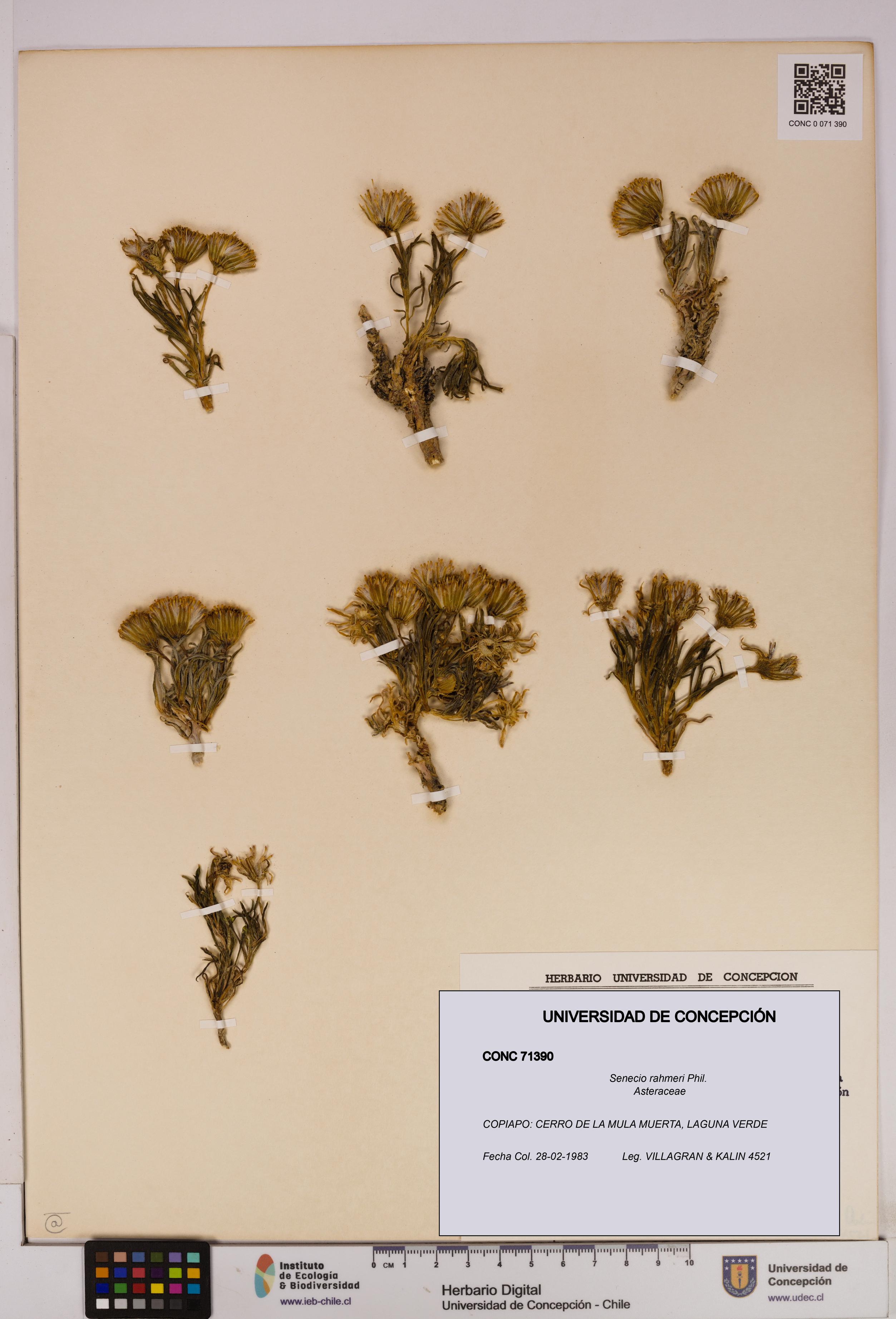 Senecio rahmeri [Espécimen: UDEC:CONC:0071390]