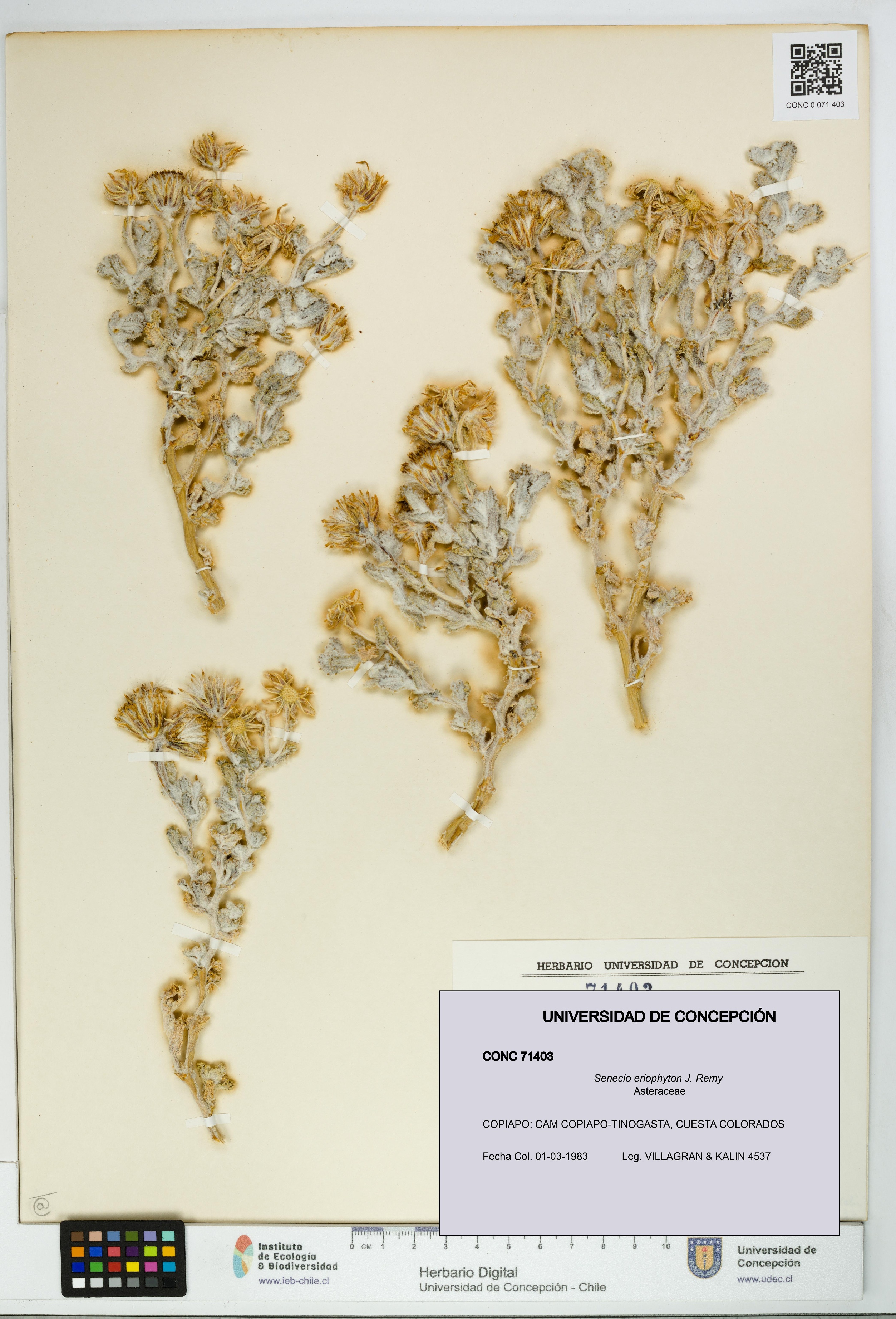 Senecio eriophyton [Espécimen: UDEC:CONC:0071403]