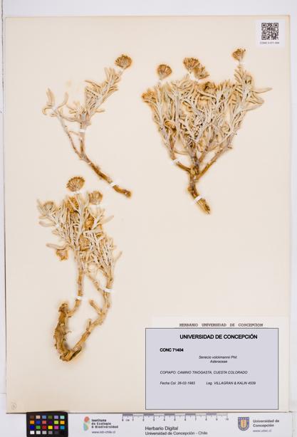 Senecio volckmannii [Espécimen: ]