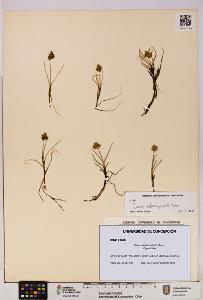 Carex melanocystis [Espécimen: UDEC:CONC:0071409]