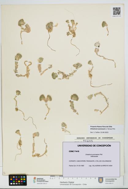 Oriastrum pulvinatum [Espécimen: UDEC:CONC:0071415]